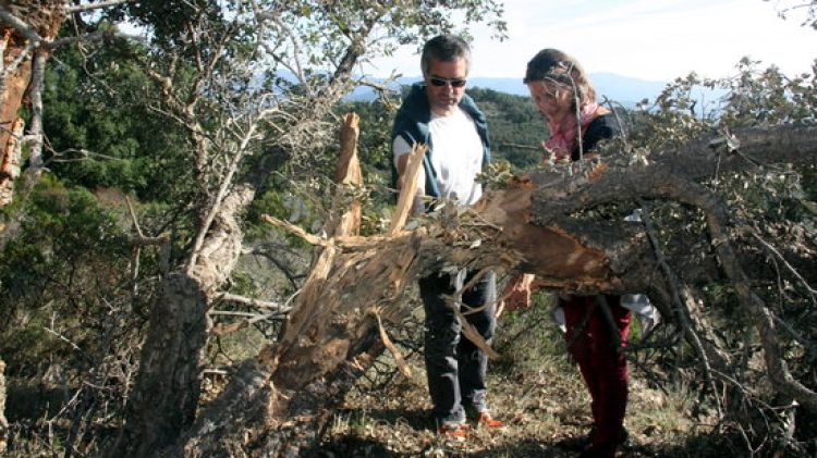 Un arbre esberlat pels projectils caiguts © ACN