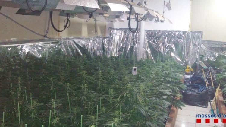 La plantació que tenia la parella