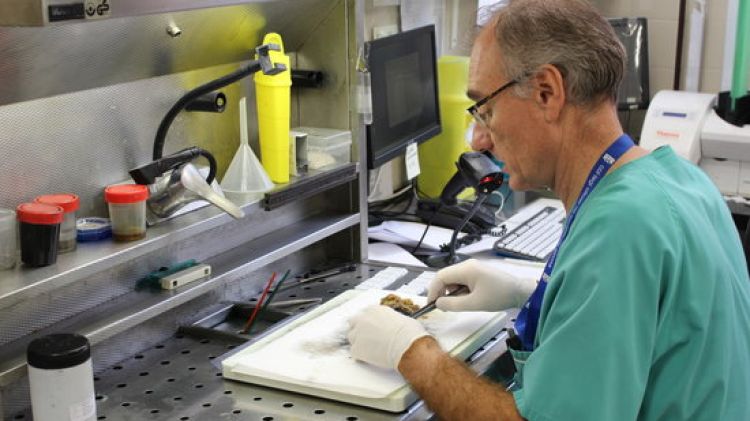 El cap de servei d'Anatomia Patològica, Eugeni López-Bonet © ACN