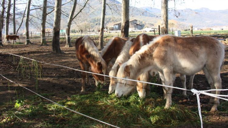 Els cavalls que l'Associació Equaid té a la de finca de Puigpardines a la Vall d'en Bas © ACN