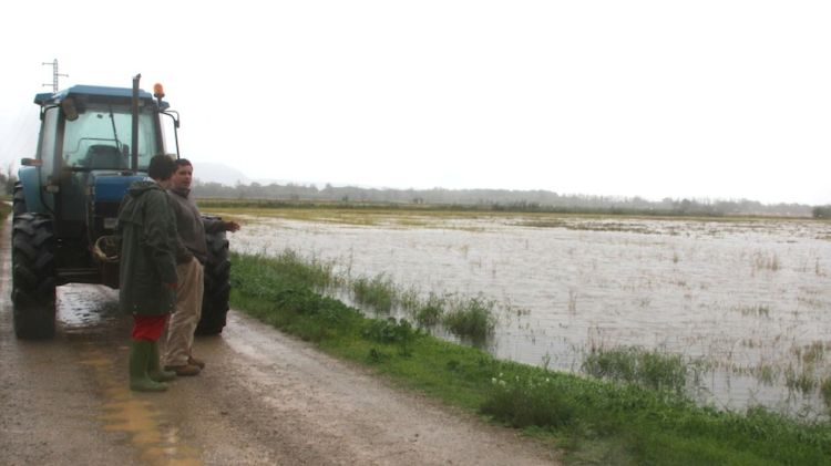 Un pagès gironí conreant el camp (arxiu)