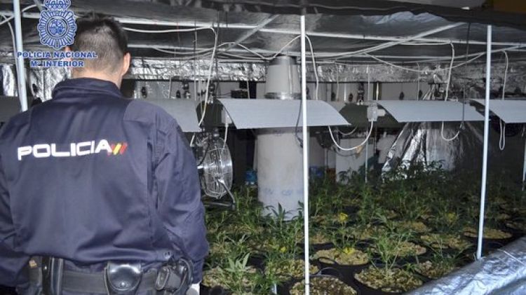 Una de les plantacions de marihuana localitzada a l'organització criminal