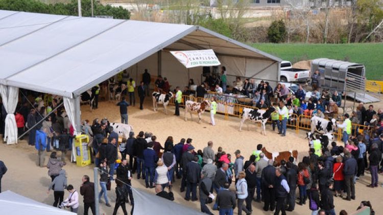 Un instant durant el concurs morfològic de vaques de raça frisona