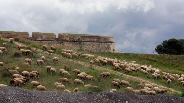 Un ramat de 800 ovelles pastura al glacis del castell de Sant Ferran © ACN