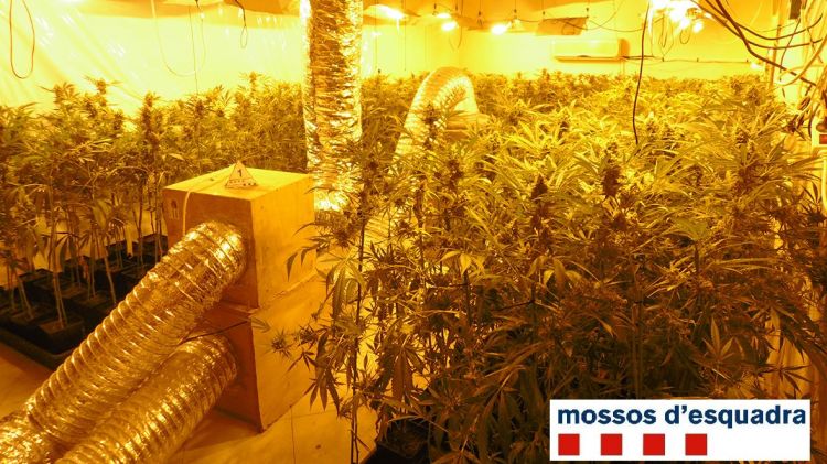 Una plantació de marihuana localitzada a Figueres el maig de 2016