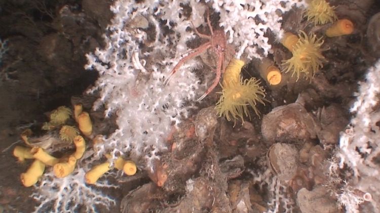 Fragment del corall marí que els investigadors han localitzat al canyó de la Fonera de Palamós