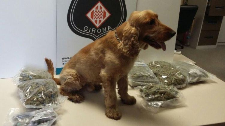 En Max amb la droga comissada © Policia Municipal de Girona