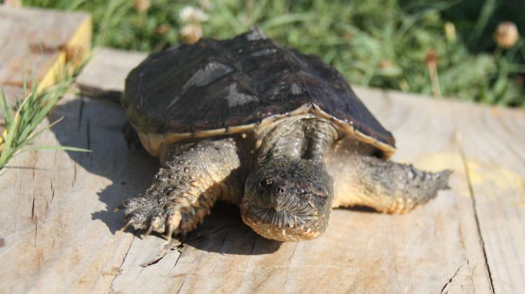 La tortuga mossegadora que s'ha capturat a prop de l'Estany de Banyoles © ACN