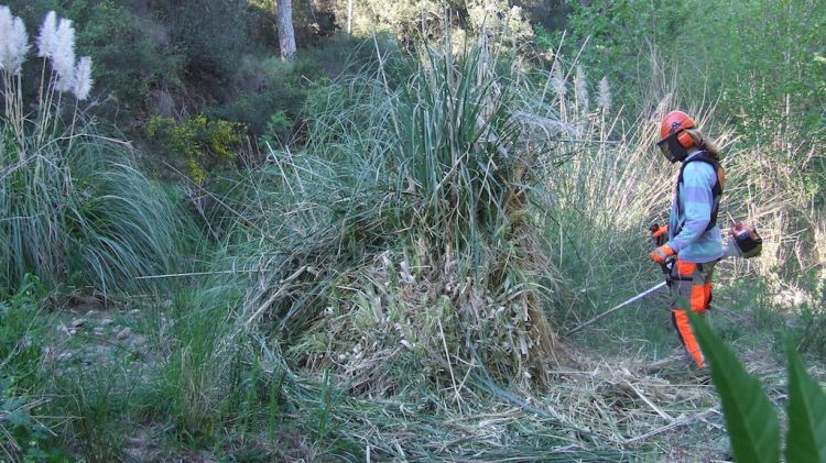 Un treballador amb les tasques de control d'espècies exòtiques invasores a les Gavarres