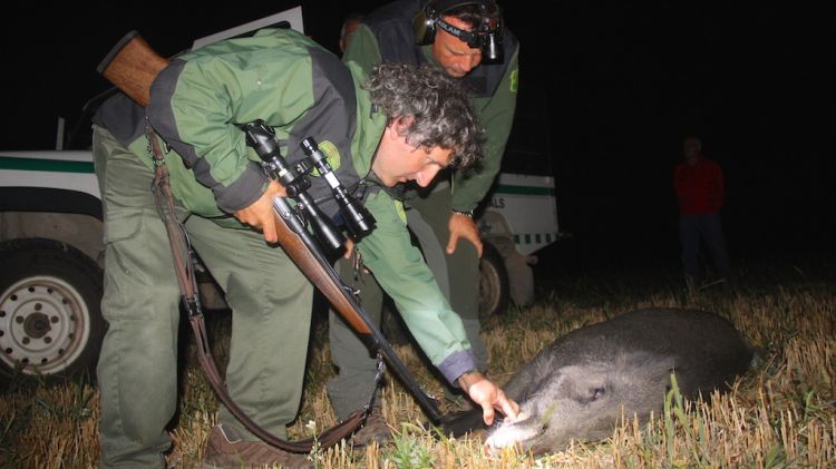 Dos agents rurals miren un senglar abatut durant una captura nocturna des del tot terreny © ACN