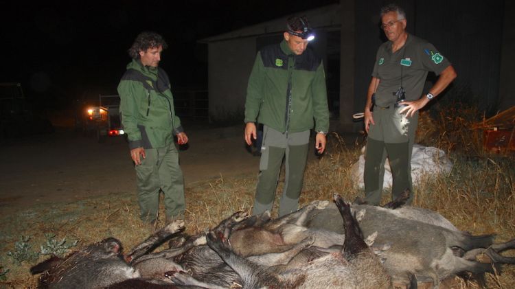 Senglars capturats durant una batuda nocturna durant aquest estiu (arxiu) ©ACN