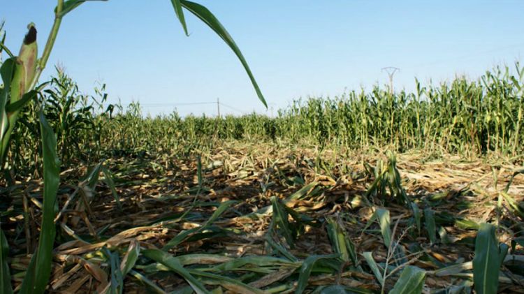 Un camp de blat de moro destrossat per senglars © Unió de Pagesos