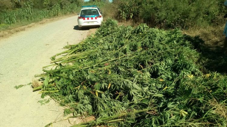 Una de les plantacions localitzades