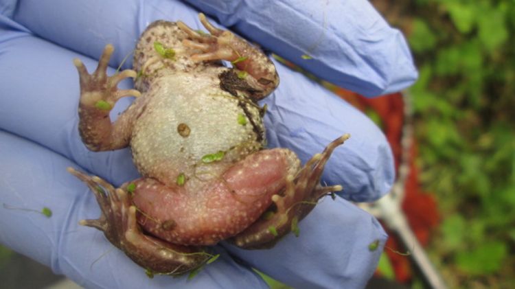 El tòtil que van trobar mort a la comarca de la Selva la primavera passada