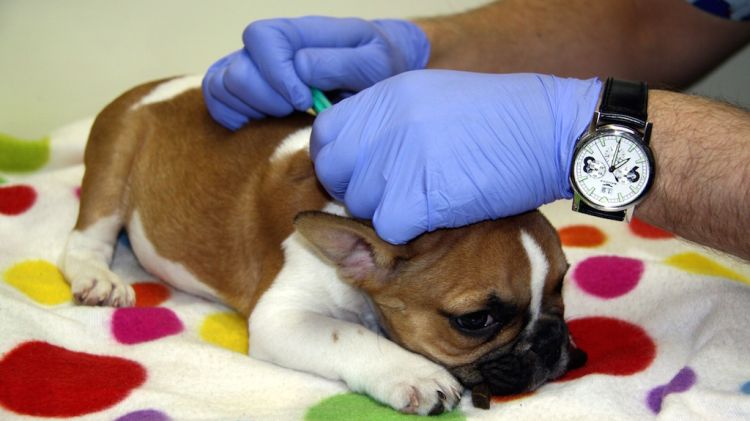 Un veterinari vacunant un gos en una clínica de Girona (arxiu) © ACN