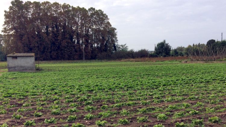 Una zona de les hortes de Salt, on l'Ajuntament hi instal·larà un tancat electrificat i aplicarà feromones de llop © ACN