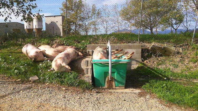 Els porcs morts al costat del camí sense cap tipus de tancament hermètic © Carolina Sánchez