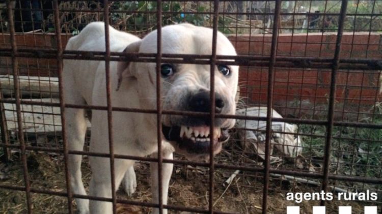 Imatge del gos de raça potencialment perillosa atrapa a Canet de la Tallada © ACN