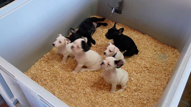 Cadells de gos en un dels centres d'importació d'animals que hi ha a les comarques gironines