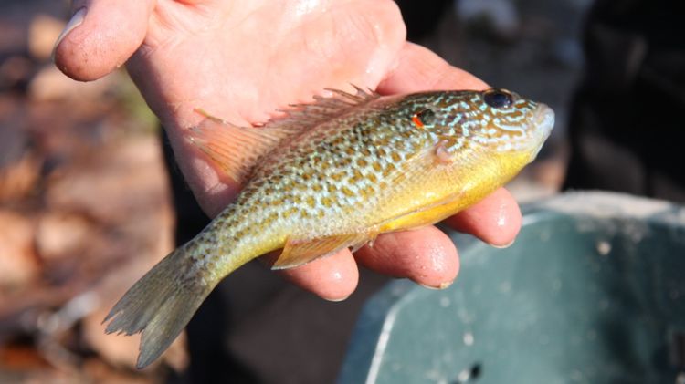 Tècnics del Consorci de l'Estany duent a terme treballs de captura i pesca d'espècies de peixos exòtics © ACN