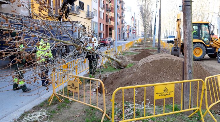 Imatge general dels treballs per plantar nous plàtans a la Devesa © ACN