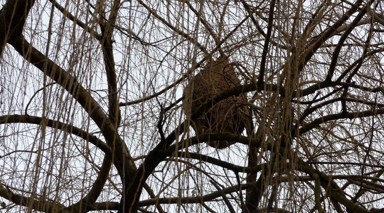 Un rusc de vespa asiàtica al capdamunt d'un arbre a la Garrotxa