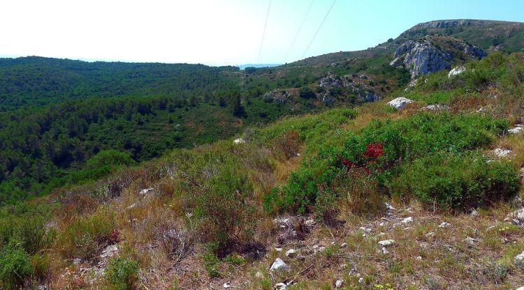 La zona del Massí del Montgrí on la companyia elèctrica actuarà. Endesa