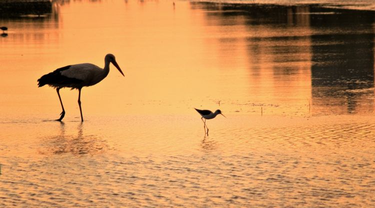 Dues cigonyes al parc dels Aiguamolls de l'Empordà. Oscar Hijazo Masso