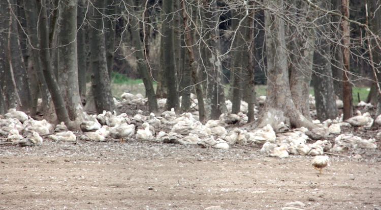 Alguns dels ànecs de l'exterior d'una de les granges de Sant Gregori on s'han sacrificat 17.000 exemplars. ACN