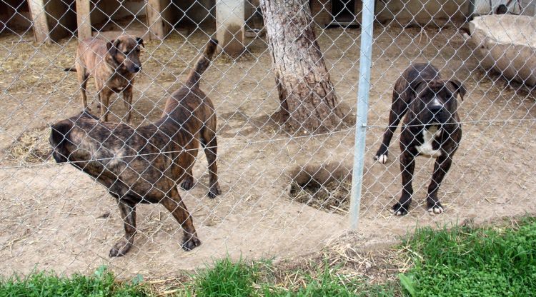 Un grup de gossos de races potencialment perilloses a les instal·lacions de la protectora de Figueres. ACN
