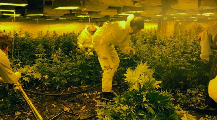 Els Mossos d'Esquadra desmantellant la plantació de més de 4.000 plantes de marihuana. ACN