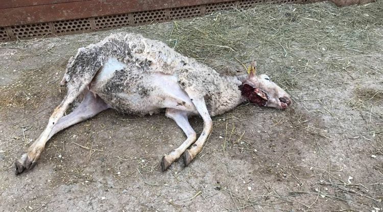 La ovella morta suposadament pel gos del caçador. Santuari Gaia