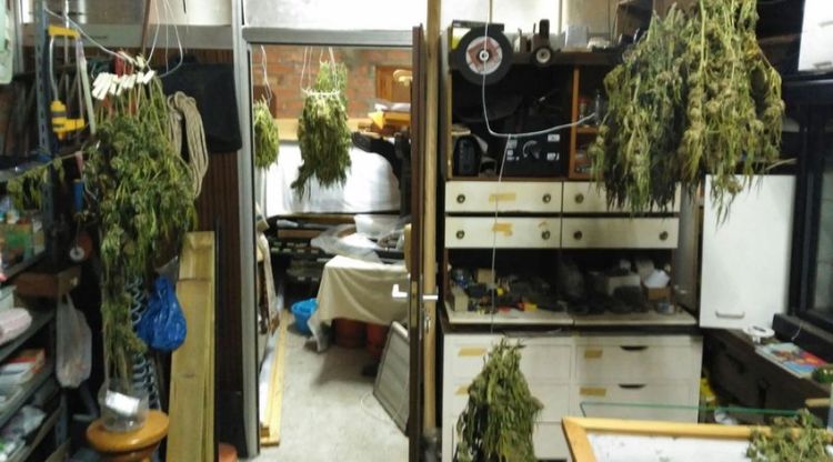 El magatzem de marihuana descobert