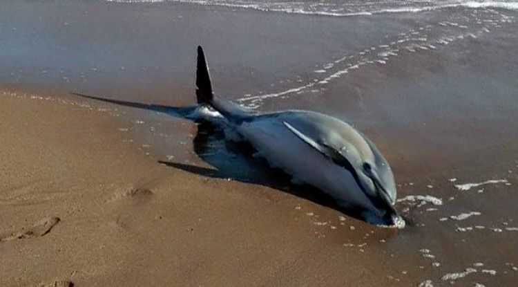 L'exemplar de dofí que ha arribat viu a la platja de l'Escala