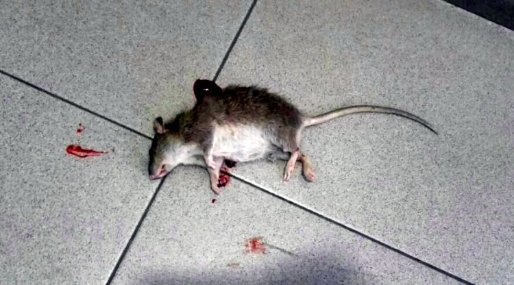 La rata localitzada la setmana passada a les dependències de la comissaria dels Mossos de l''Escala. USPAC