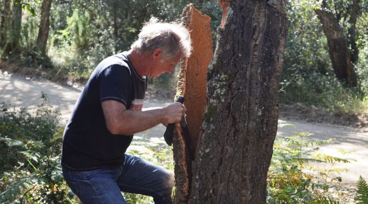 Una de les peles del suro organitzades. Aj. de Cassà de la Selva