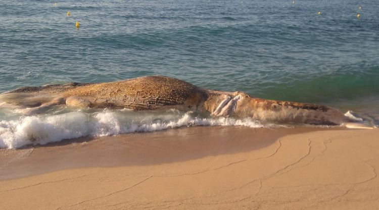 La balena morta, a la platja de Lloret. Frederic Guich