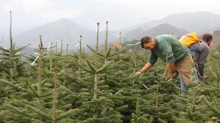 Arbres de nadal plantats a Sant Hilari Sacalm (arxiu) © ACN