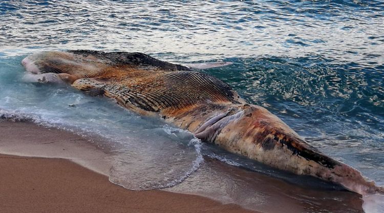 La balena va apareixer morta la nit del divendres a la platja de Lloret de Mar