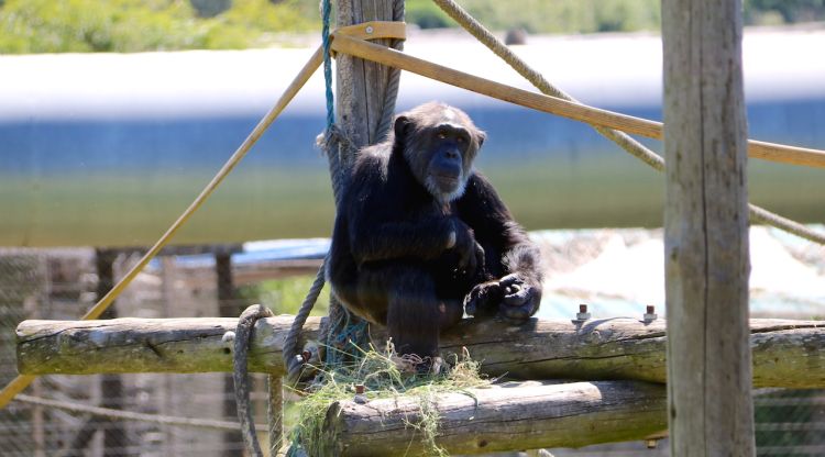 Un dels ximpanzés que viuen a la Fundació Mona. ACN