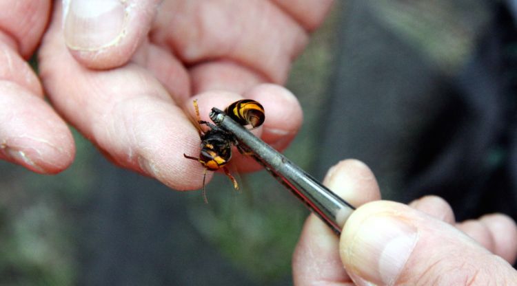 Detall d'una vespa asiàtica. ACN