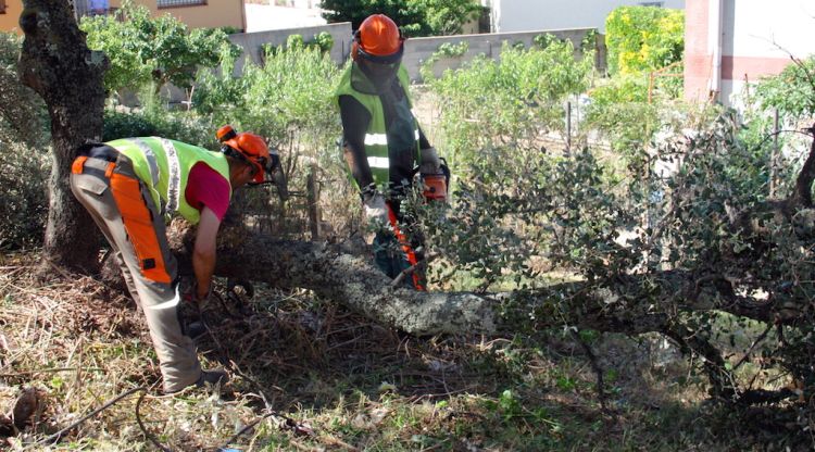 Dos operaris treballant a la franja de protecció contra incendis que s'està executant a la Jonquera. ACN