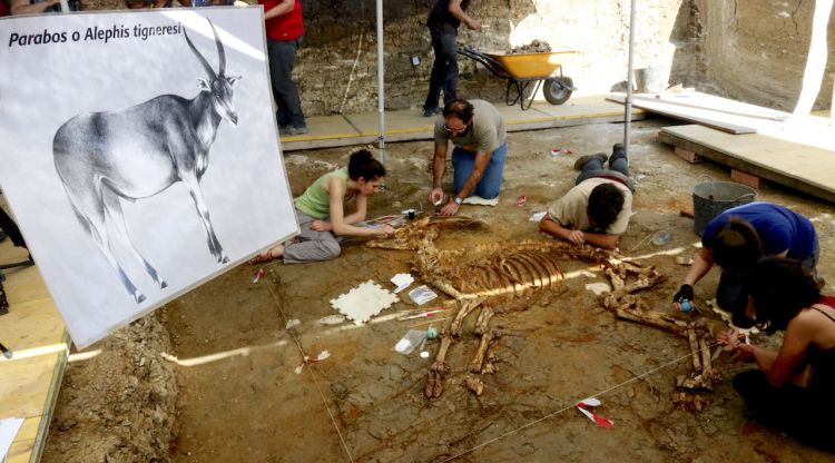 En primer terme, una reproducció del bòvid; al fons, els arqueòlegs excavant l'esquelet descobert al Camp dels Ninots. ACN