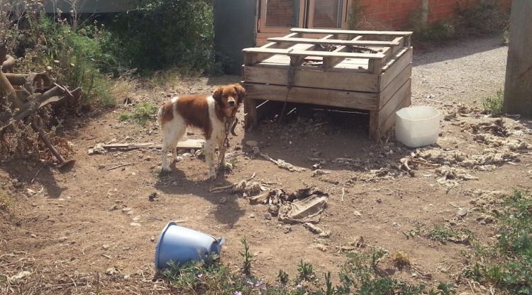 Un dels gossos que tenia a la finca que la Guàrdia Civil ha denunciat. Guàrdia Civil