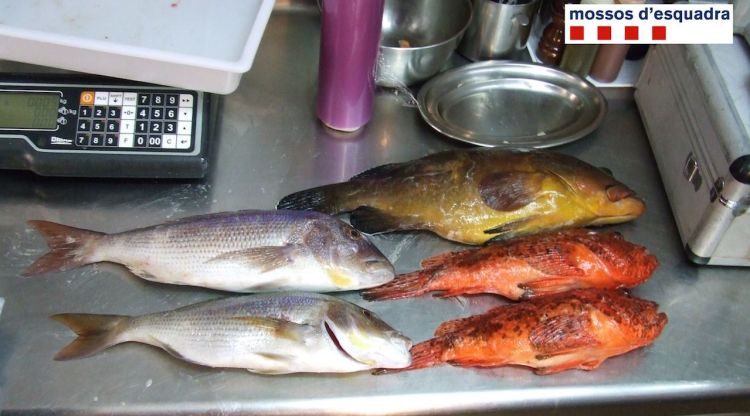 Els peixos comissats pels Mossos d'Esquadra