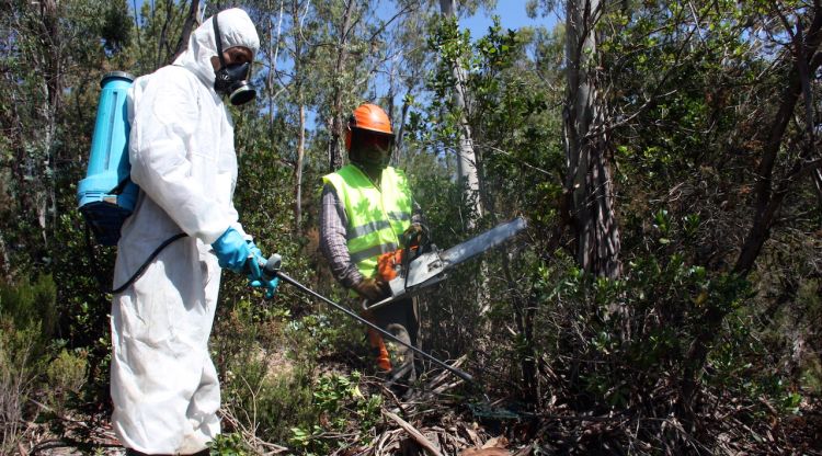 Treballadors de l'empresa que està executant els treballs d'eliminació de les 15 hectàrees d'eucaliptus. ACN