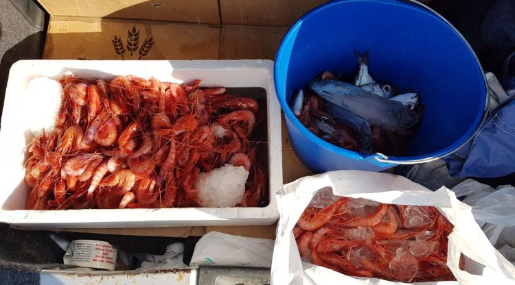 Sis quilos de gamba vermella i més d'un quilo de besuc confiscats a Palamós