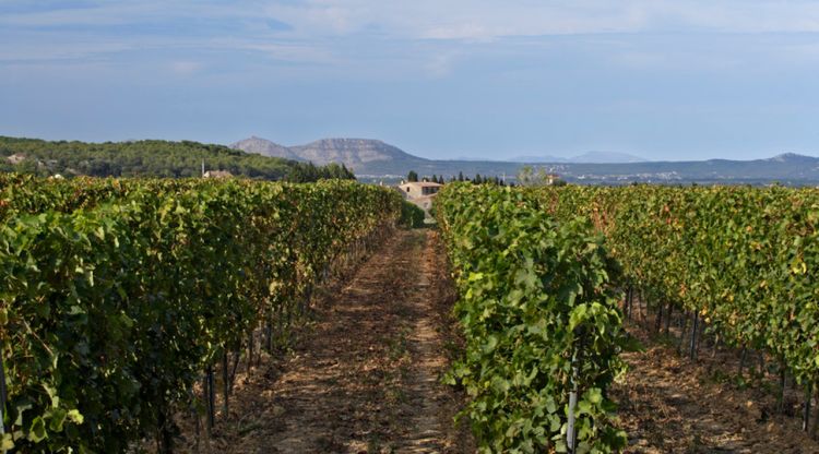 Unes vinyes al Baix Empordà amb el Castell del Montgrí al fons