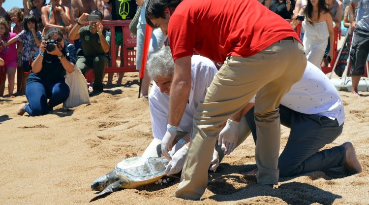 Moment de l'alliberament de la 'Wonder' a la platja de s'Abanell. Aj. de Blanes