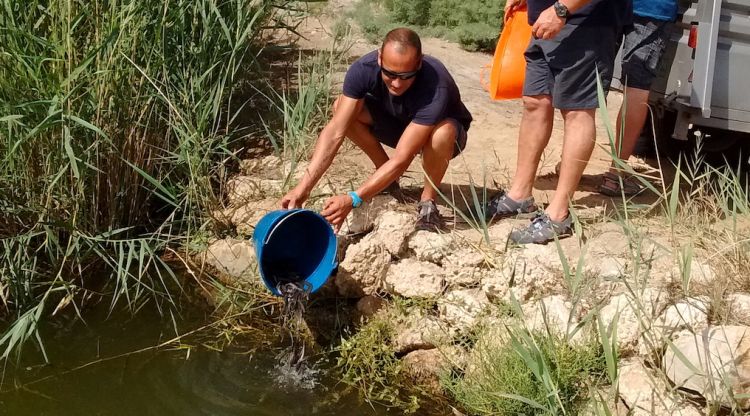 Pla general de l'alliberament de les anguiles al medi fluvial. ACN